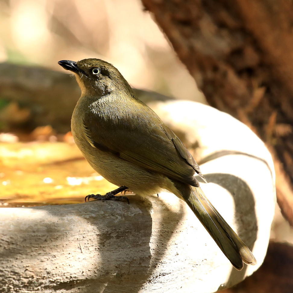 Sombre Greenbul illustration