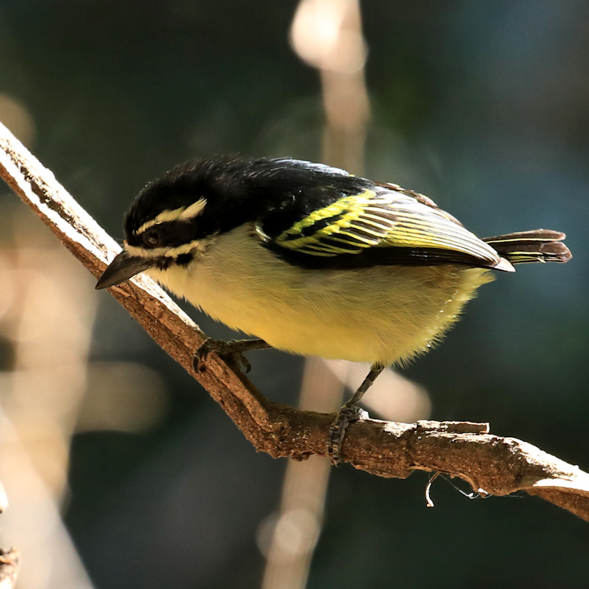 Yellow-rumped Tinkerbird (Pogoniulus bilineatus)