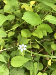 Sisyrinchium mucronatum
