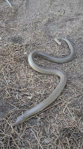 iNaturalist observation photo of Northern Rubber Boa