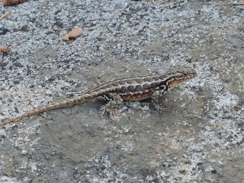 iNaturalist observation photo of Common Sagebrush Lizard