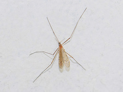 Tipula