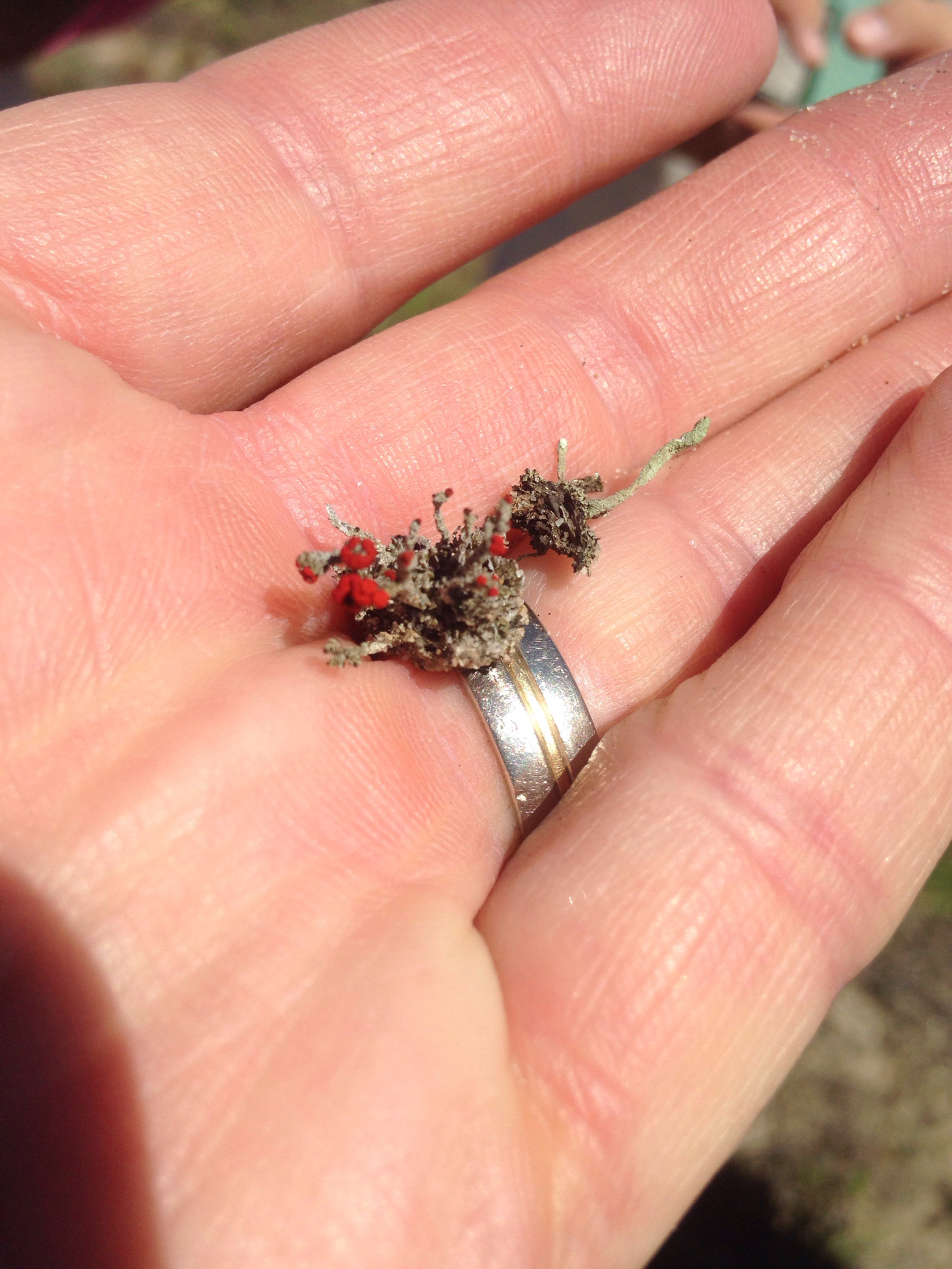 Cladonia cristatella image