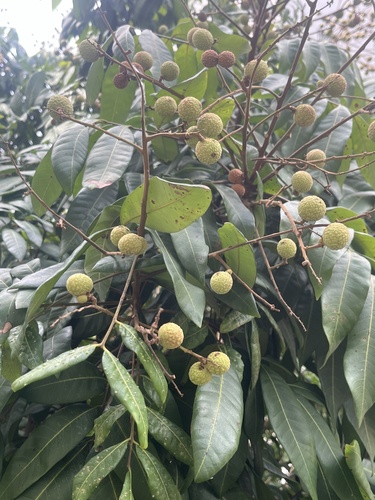 Litchi chinensis
