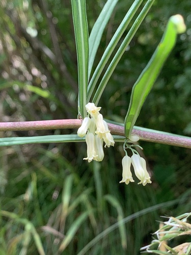 Polygonatum cirrhifolium, 2024-06-20