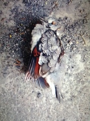 Columbina inca