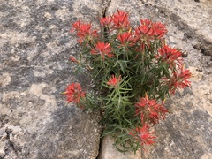 Castilleja scabrida