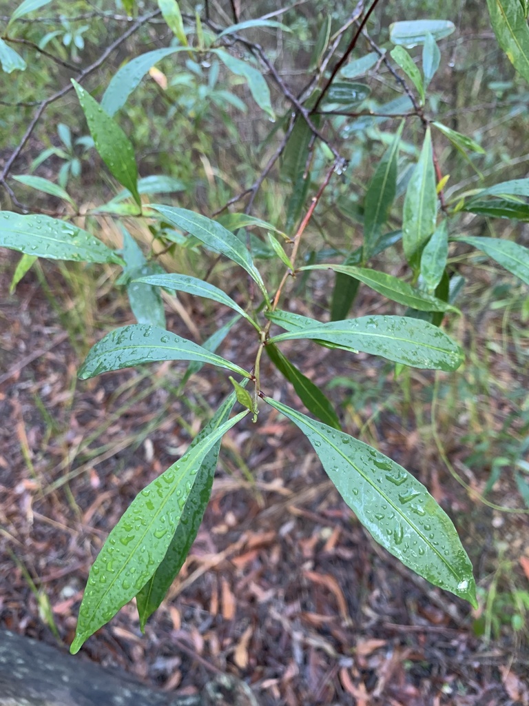 Common Hop Bush from Glenrock State Conservation Area, Whitebridge, NSW ...