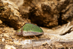 Physonota nitidicollis