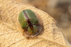 Physonota nitidicollis