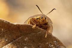 Physonota nitidicollis