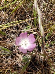 Sidalcea diploscypha