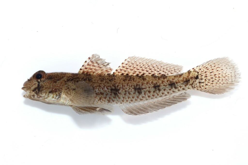 Nakedcheek Sandgoby