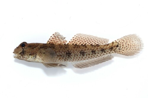 Barecheek goby (Gnatholepis gymnocara) — Gobiidae — 2
