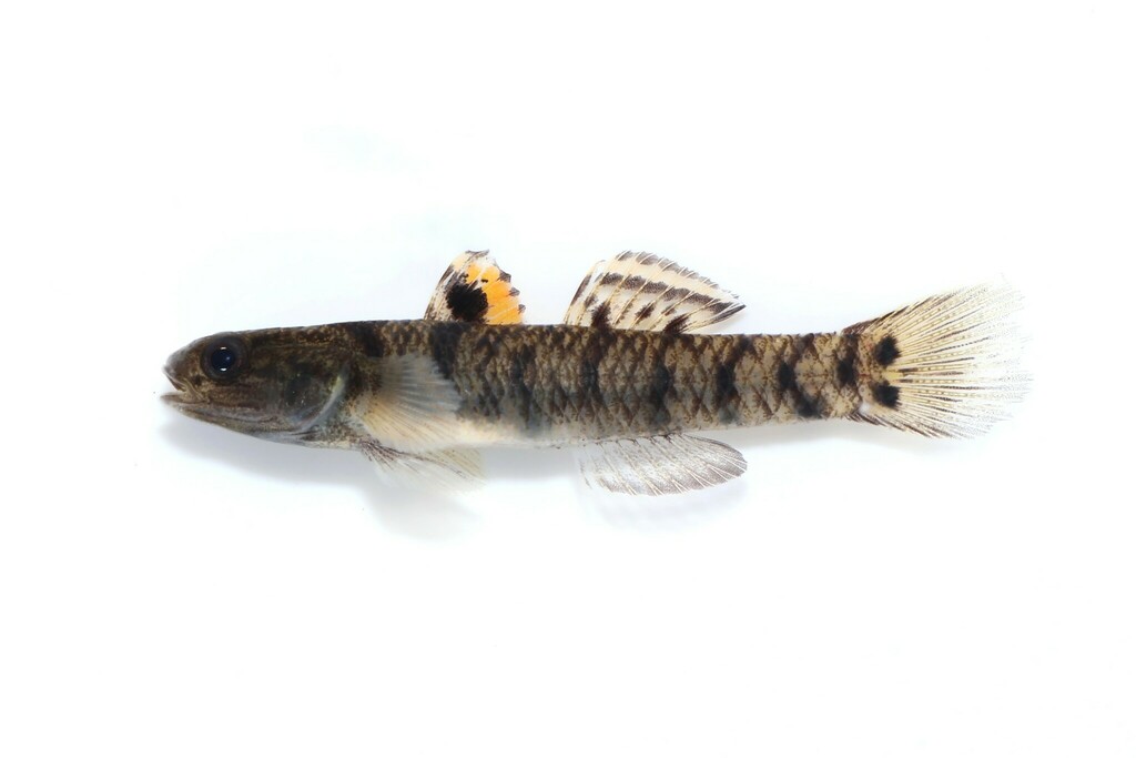Wilson's Goby