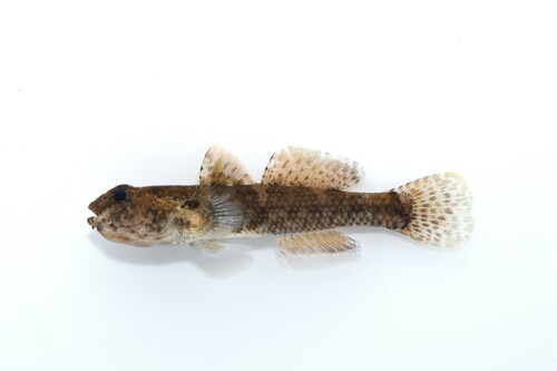 Rafelvin-grondel (Bathygobius krefftii) — Gobiidae — 3