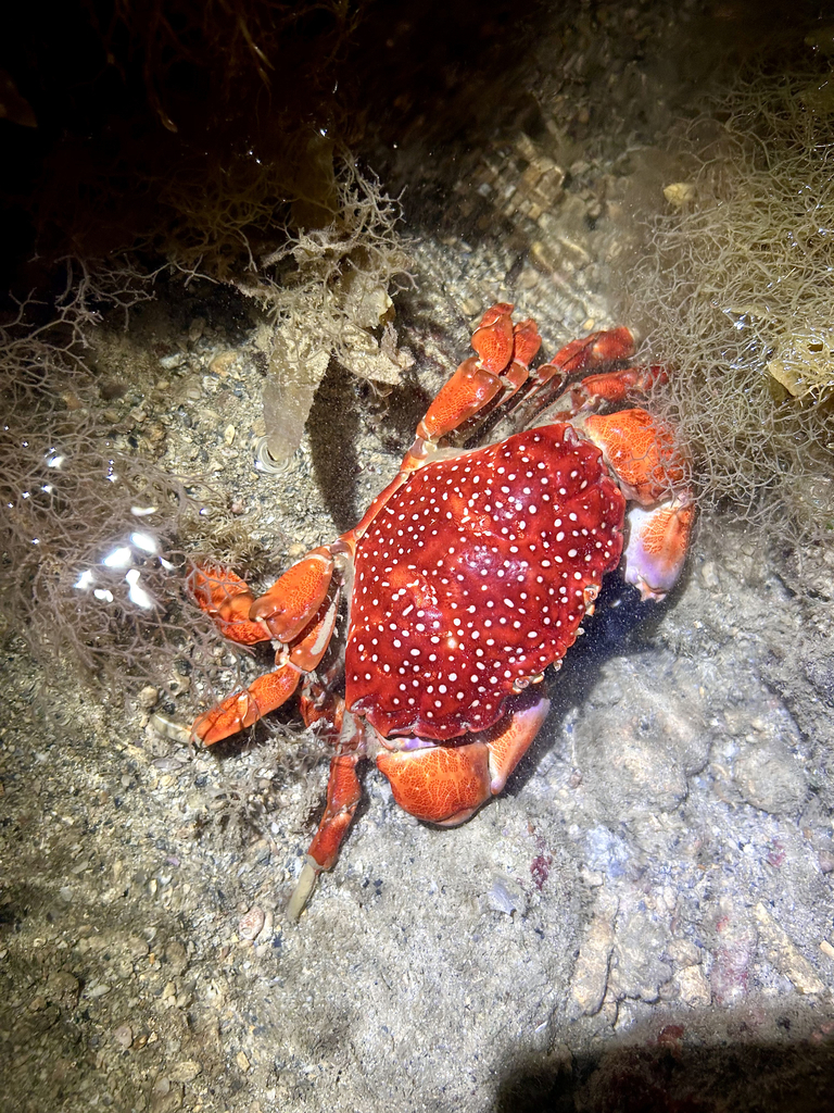 Red and White-spotted Reef Crab