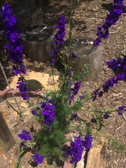 Aconitum napellus