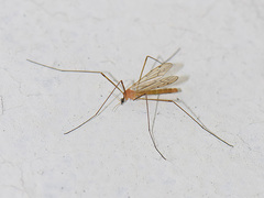 Tipula