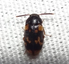 Mycetophagus serrulatus