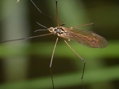Tipula