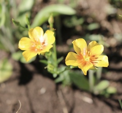 Linum berlandieri