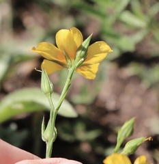 Linum berlandieri