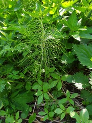 Equisetum pratense