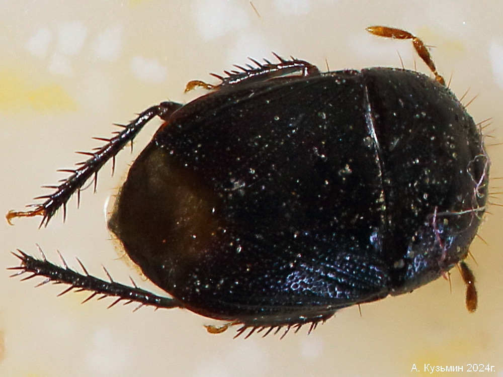 Щитник земляной рода Geotomus