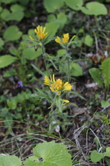 Castilleja hispida hispida