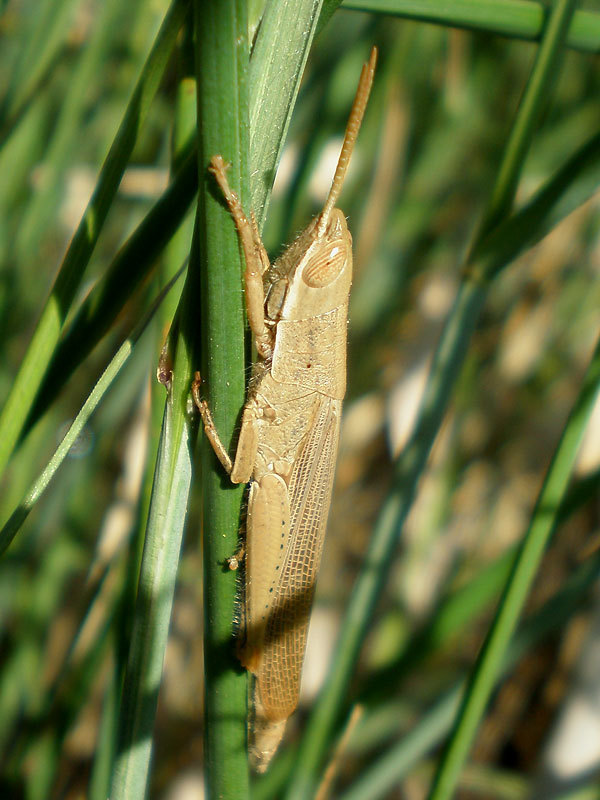 Common Cylindric Grasshopper