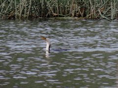 Microcarbo melanoleucos