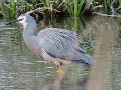 Egretta novaehollandiae