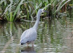 Egretta novaehollandiae