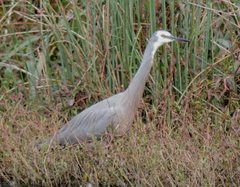 Egretta novaehollandiae