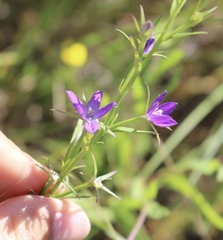 Triodanis leptocarpa