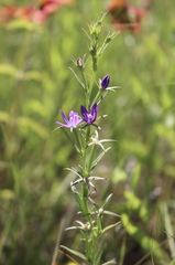 Triodanis leptocarpa