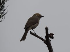 Ptilotula penicillata