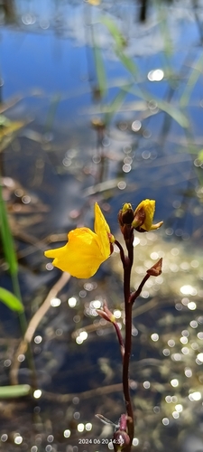 Image of Utricularia vulgaris by no rights reserved