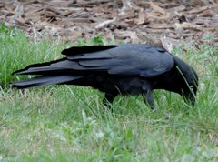 Corvus mellori