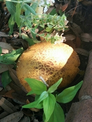 Boletus sensibilis