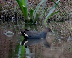 Gallinula tenebrosa