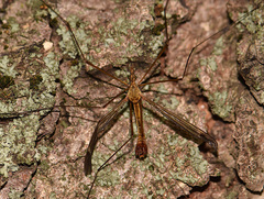 Tipula