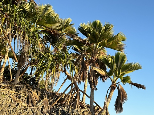 Pritchardia thurstonii, photograph 2