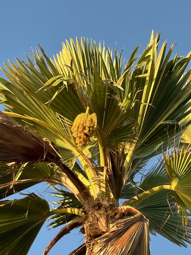 Pritchardia thurstonii, photograph 3