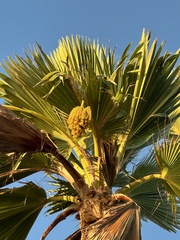Pritchardia thurstonii, photograph (c) Debra Baker, some rights reserved (CC BY)