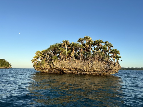 Pritchardia thurstonii observed 2024-06-20