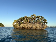 Pritchardia thurstonii, photograph (c) Debra Baker, some rights reserved (CC BY)
