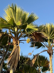 Pritchardia thurstonii, photograph (c) Debra Baker, some rights reserved (CC BY)