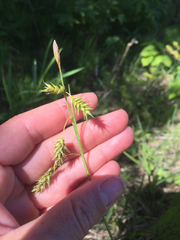 Carex castanea